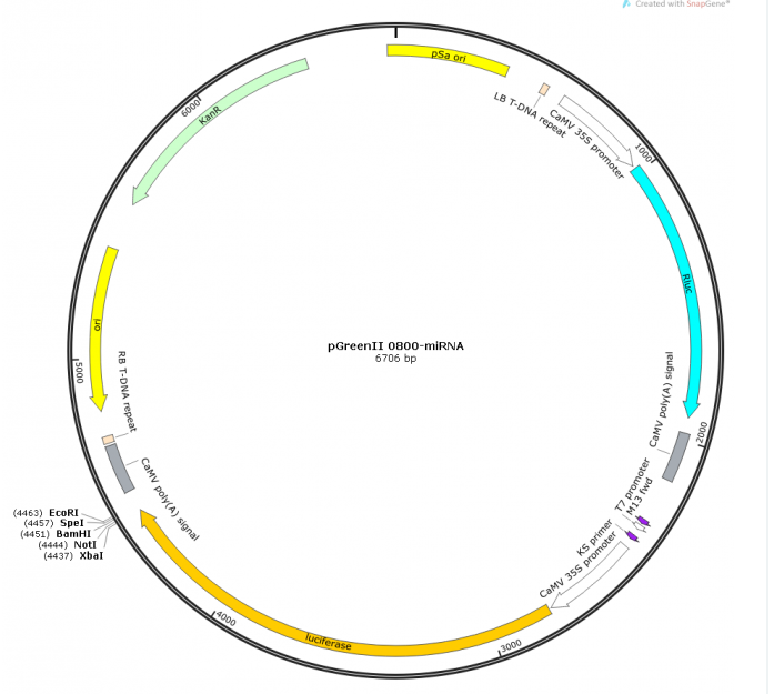 pGreenII 0800-miRNA载体图谱